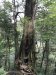 Various pictures of all the old Yakusugi and various growths out of the stumps