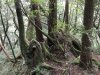 Some impressive growth out of the old stumps