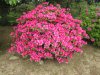 Beautiful azaleas