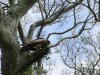 Black eared Kite
