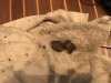 Some of the calcium carbonate we got out of the hose......there was probably close to a gallon of the stuff!!