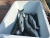 Some good size yellowtail!!!