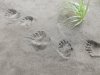 Huge paw print!!!