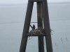 Eagle nest