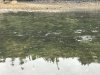 Lots of salmon waiting to go up stream and spawn