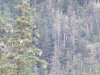 Bald Eagle scanning the scene
