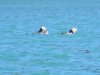 Otters loving life!!
