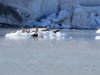Many seals!!!