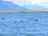 Surf Scoters