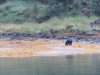 Black Bear