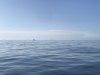 Flat calm seas!!!! Looks like salmon trawler season is open.....maybe 50+ out fishing!!