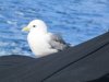 Seagull just resting