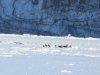 Probably 300+ seals here. The Inlet is closed in the spring during birthing time