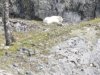 Huge white, fluffy, shaggy fur
