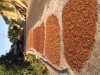 Drying cacao beans