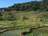 Rice fields