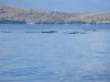 Dolphins asleep on the water called "logging"