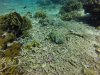 Spotted puffer fish