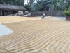 Rice drying in Lovina