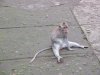 Macaque Monkeys