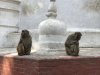 Our first sightings of Rhesus Macaque monkeys.