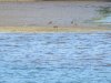 Macaque monkeys on the mud flats searching for crabs