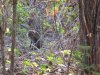 Monkey checking us out!!