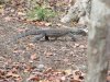 Juvenile Dragon maybe 3-4 years old!!