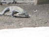 IMG_8427