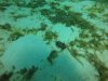 Flamboyant Cuttlefish