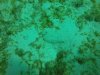 A very camouflaged flounder