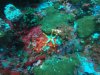 Peppermint Sea Star