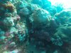 Lionfish