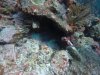 2 small sharks in a hole