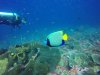 Emperor Angelfish