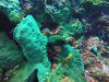 Moray Eel