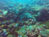 Hawksbill Turtle