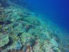 Napoleon Wrasse