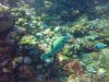 Map Puffer