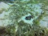 Flamboyant Cuttlefish