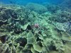 Nudibranch Eggs.....looks like a rose flower