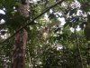 Our first orangutan