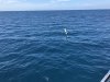 We had to avoid these bamboo fishing traps