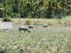 Water buffalo