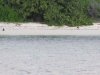 Monkeys on the beach