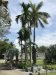 Captain Francis Light who founded George Town......we were told the palms grew the betel nut that people chew!!
