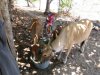 Lot's of well fed cows on Saur