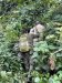 Hiking up the mountain through the jungle with no paths!!!