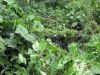 After 3.5 hours, 4+ miles and 1000' vertical through a steep, wet, and slippery rainforest we find the gorillas