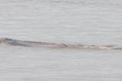 Amazon River: Part 2